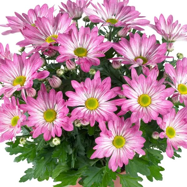 Pot Mum Chrysanthemum Novelty Collection Pot Mum Chrysanthemum Novelty Collection