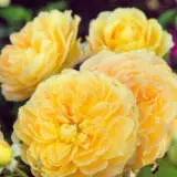 Rose Molineux Rosdmol - Garden Express Australia