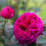 Rose Othello Rosdoth - Garden Express Australia