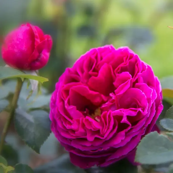 What Is A David Austin Rose? Rose Othello Rosdoth - Garden Express Australia