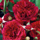 English Shrub Rose Prospero