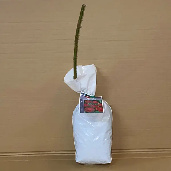 Climbing Rose Black Boy