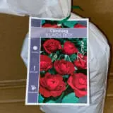 Climbing Rose Black Boy Climbing Rose Black Boy