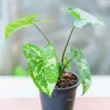 Syngonium Panda P12synpan - Garden Express Australia