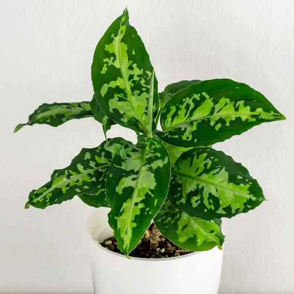 アグラオネマピクタム　ディープフォレスト 　Aglaonema pictum アグラオネマ ピクタム ディープフォレスト （草香 on X