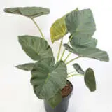 Alocasia Regal Shield P18alorsh - Garden Express Australia