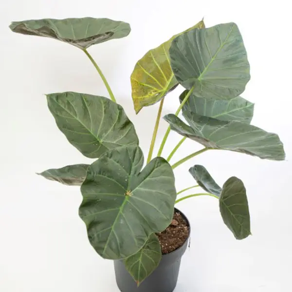 Alocasia Regal Shield