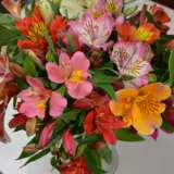 Alstroemeria Tall Mixed Pkalsmxd - Garden Express Australia
