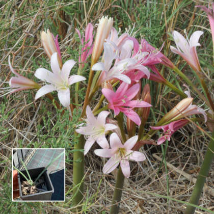 Ammocharis Longifolia By Jonrichfield Own Work Via Wiki P70amolon - Garden Express Australia