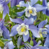 Aquilegia Kirigami Dark Blue And White 2024 Pkaqukbw - Garden Express Australia