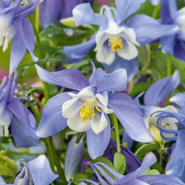 Aquilegia Kirigami Dark Blue And White