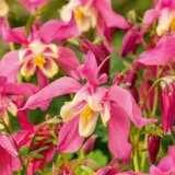 Aquilegia Kirigami Rose Pink And White 2024 Pkaqukrw - Garden Express Australia