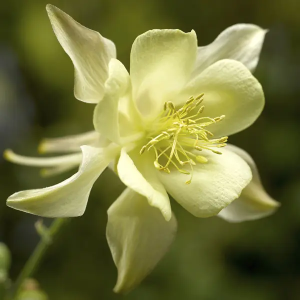 Aquilegia Kirigami Yellow
