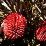 Banksia Caleyi Red Lantern P14bancrl - Garden Express Australia