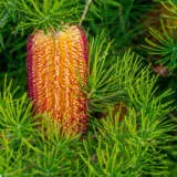 Banksia Honey Pots P14banhpo - Garden Express Australia