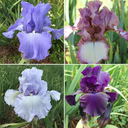 Bearded Iris Collection 2 Colbirco2 - Garden Express Australia