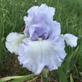 Bearded Iris Song Of Norway Pkbirson - Garden Express Australia