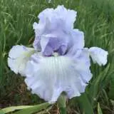 Bearded Iris Song Of Norway Pkbirson 1 - Garden Express Australia