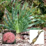 Boophone Disticha 1 Boxed - Garden Express Australia