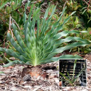 Boophone Disticha Growing Guide Boophone Disticha P90boodis - Garden Express Australia