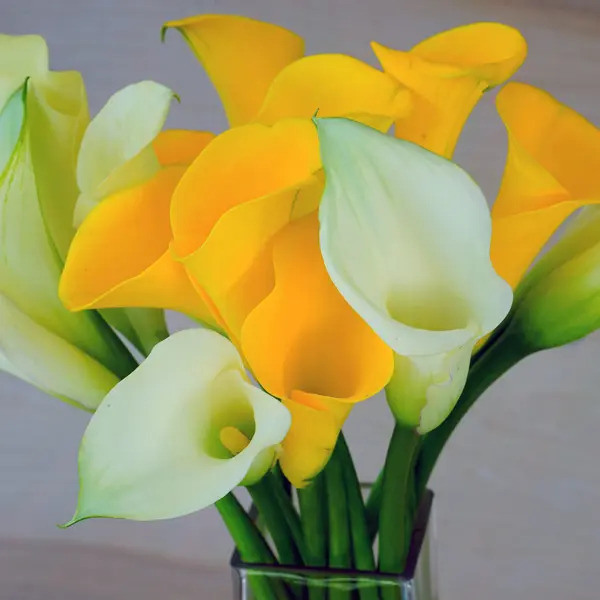 Calla Lily Classic Mixed Pk 5