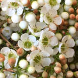 Chamelaucium Wax Flower Dawn Pearl P14chawdp - Garden Express Australia