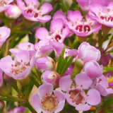 Chamelaucium Wax Flower Local Hero P14chawlh - Garden Express Australia