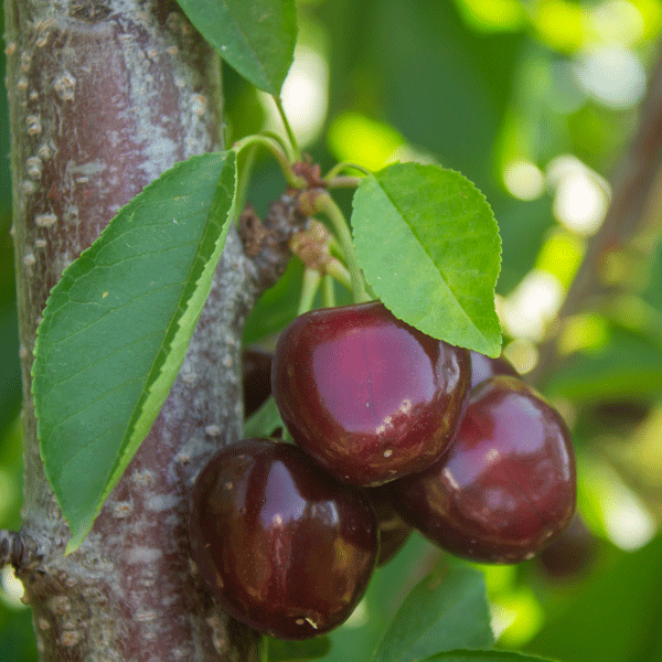 Cherry Sir Don (Pbr)