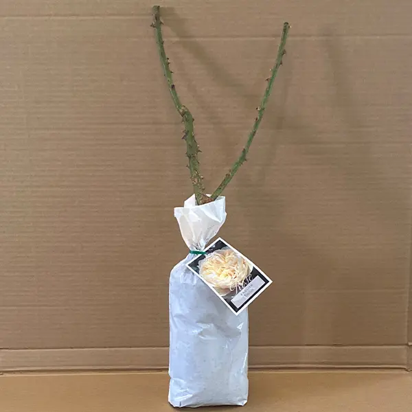 English Shrub Rose Troilus