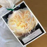 English Shrub Rose Troilus English Shrub Rose Troilus