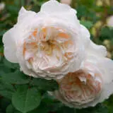 David Austin Rose Troilus Rosdtro - Garden Express Australia