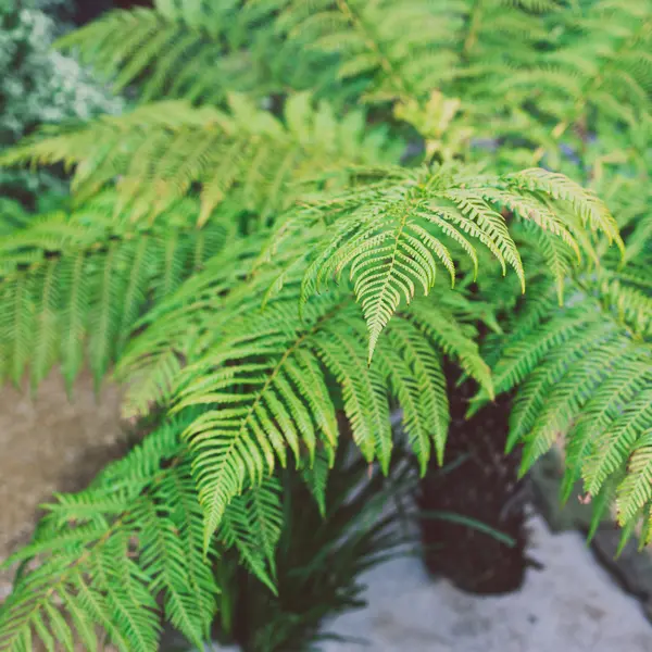Dicksonia Soft Tree Fern Dicksonia Soft Tree Fern
