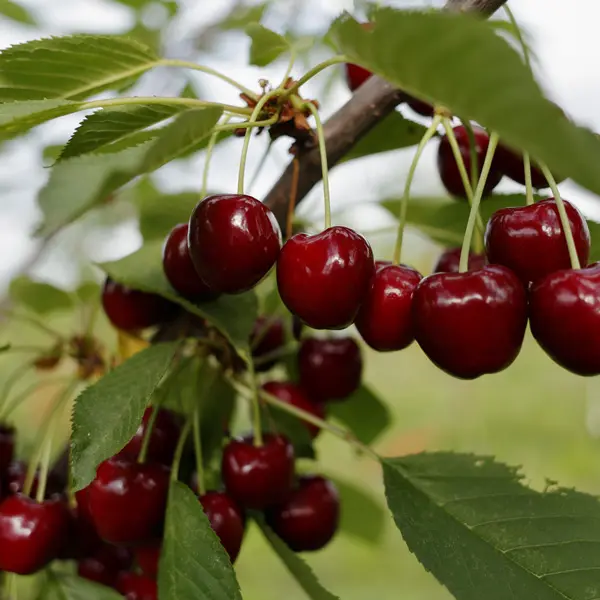 Dwarf Cherry Stella Dwarf Cherry Stella