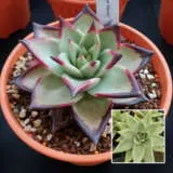 Echeveria Ebony P10echebo - Garden Express Australia