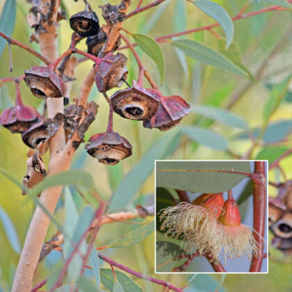Eucalyptus Pachyphylla Red Budded Mallee P14eucrbm - Garden Express Australia