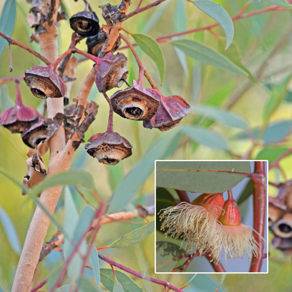 Eucalyptus Pachyphylla Red Budded Mallee