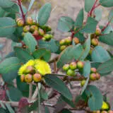 Eucalyptus Preissiana P14eucpre - Garden Express Australia