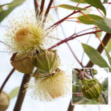 Eucalyptus Youngiana- Large Fruited Mallee