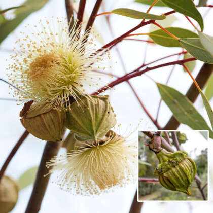 Eucalyptus Youngiana Large Fruited Mallee P14eucyou - Garden Express Australia