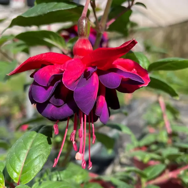 Fuchsia Bermuda Fuchsia Bermuda