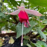 Fuchsia Celia Smedley P10fuccsm - Garden Express Australia