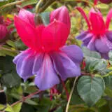 Fuchsia Dons Favourite P10fucdfa - Garden Express Australia