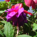 Fuchsia Enchanted P10fucenc - Garden Express Australia