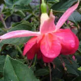 Fuchsia Jennesa P10fucjen - Garden Express Australia