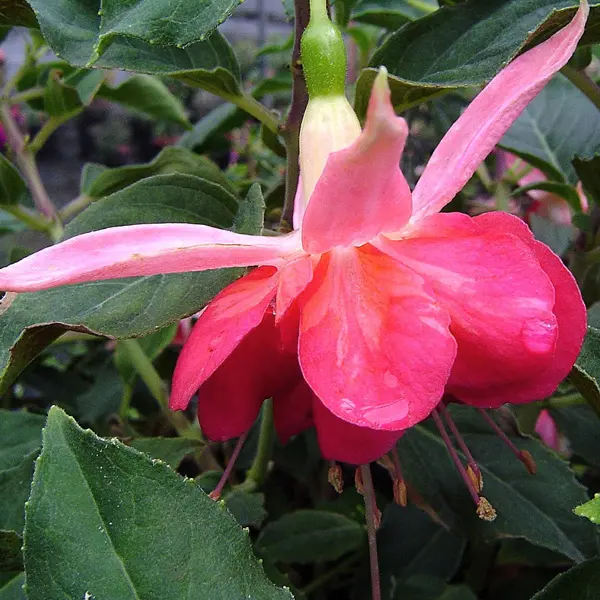 Fuchsia Jenessa Fuchsia Jenessa