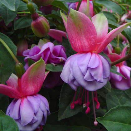 Fuchsia Lilac Lustre P10fucllu - Garden Express Australia