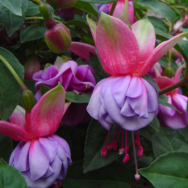 Fuchsia Lilac Lustre