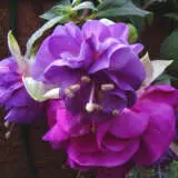 Fuchsia Parliament P10fucpar - Garden Express Australia