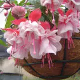 Fuchsia Weald View Calypso P10fucwvc - Garden Express Australia