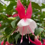 Fuchsia Weald View Hula P10fucwvh - Garden Express Australia